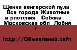 Щенки венгерской пули - Все города Животные и растения » Собаки   . Московская обл.,Лобня г.